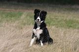 BORDER COLLIE 1502
